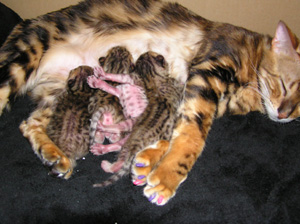 Mom and Babies